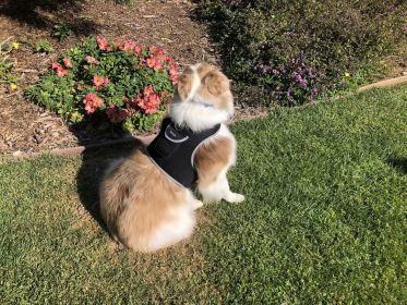 Receive Exact Pet Location w/ Pet Tracker GPS Tracking Dog Collar Tracker Size:S