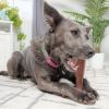 7.25" Durable Dog Chew Toy for Aggressive Chewers