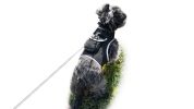 Affordable Mini Realtime GSM GPS GPRS Dog Tracking Collar Mount Device Size:L